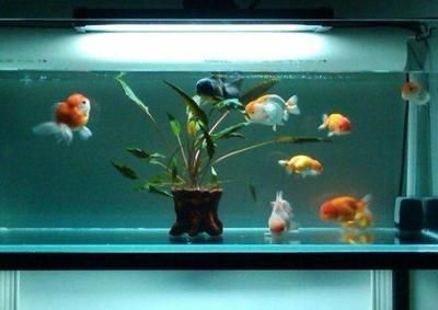 60魚缸養幾條金魚:60厘米的魚缸可以養幾條金魚 魚缸百科 第1張 60魚缸養幾條金魚:60厘米的魚缸可以養幾條金魚 60魚缸養幾條金魚:60厘米的魚缸可以養幾條金魚 魚缸百科 第1張