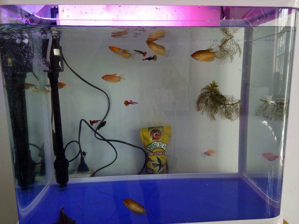 2.4米魚缸用多大過濾網：2.4米魚缸應使用的過濾網大小