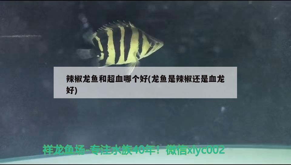 辣椒龍魚和超血哪個好(龍魚是辣椒還是血龍好)