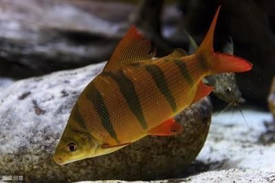 十大最旺財的魚，招財進寶的風水魚指南，十大招財風水魚，旺財進寶的吉祥之選 十大最旺財的魚，招財進寶的風水魚指南，十大招財風水魚，旺財進寶的吉祥之選 龍魚百科 第3張