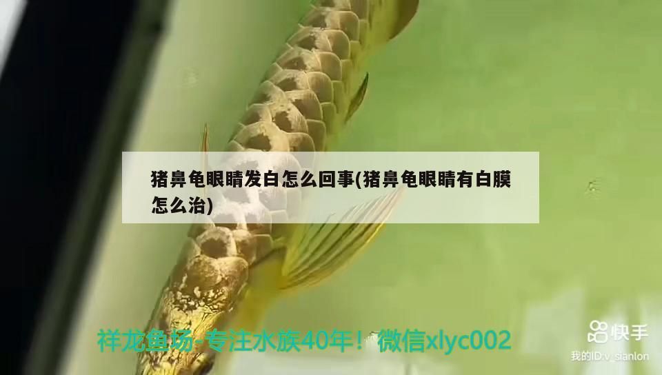 豬鼻龜眼睛發白怎么回事(豬鼻龜眼睛有白膜怎么治)