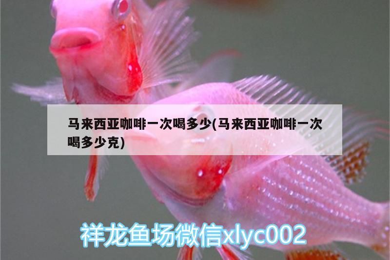 馬來(lái)西亞咖啡一次喝多少(馬來(lái)西亞咖啡一次喝多少克)