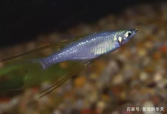 魚缸蓋子需要透氣嗎（魚缸蓋子需要透氣嗎為什么）