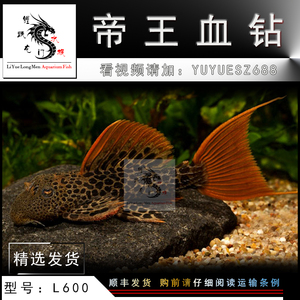 十大最厲害鎮宅魚，風水與觀賞兼備的護家靈魚，十大鎮宅靈魚，風水旺運與觀賞價值兼備的護家寶魚