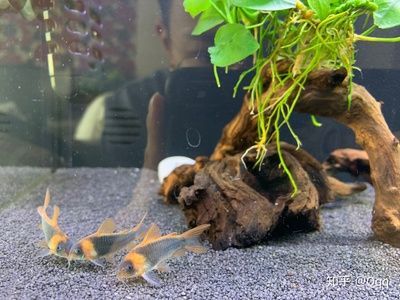 30寬魚缸養銀龍：30厘米寬的魚缸不足以滿足銀龍魚的生長需求不適合養銀龍魚