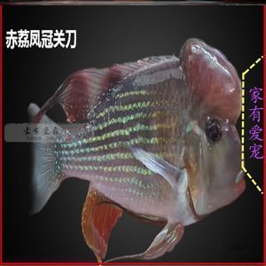 十大最建議買的清潔魚，讓魚缸保持潔凈的得力助手，十大最值得入手的清潔魚，輕松保持魚缸潔凈