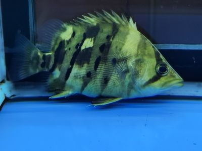 虎魚顏色變淺：虎魚的顏色變淺是怎么回事？