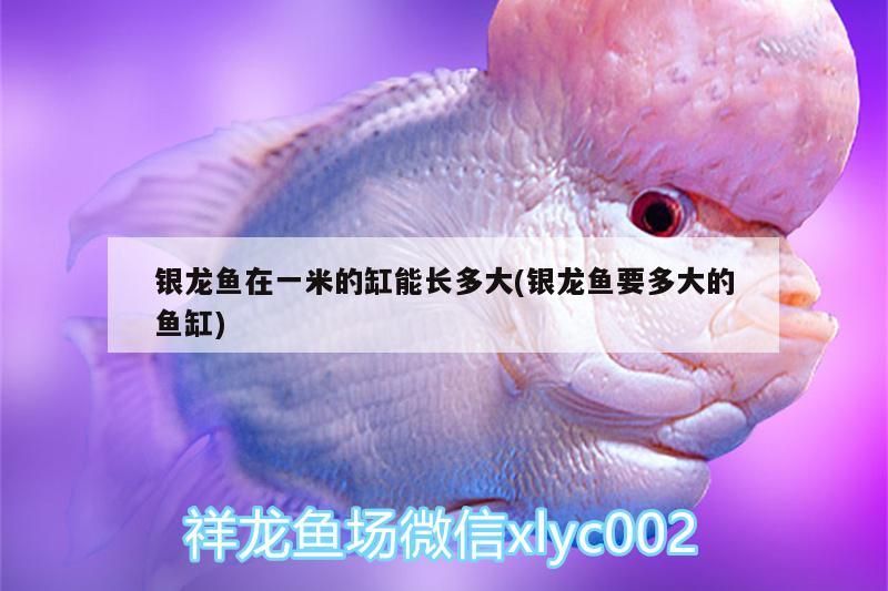 銀龍魚在一米的缸能長多大(銀龍魚要多大的魚缸)