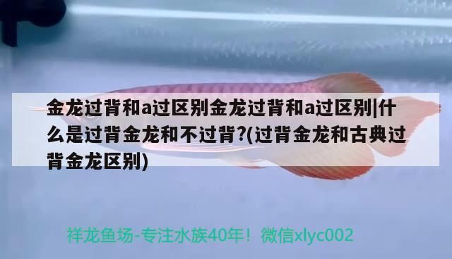 金龍過背和a過區別金龍過背和a過區別|什么是過背金龍和不過背?(過背金龍和古典過背金龍區別)