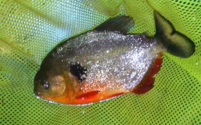 5公分的虎魚喂什么：5公分的小虎魚喂什么 5公分的虎魚喂什么：5公分的小虎魚喂什么 虎魚百科 第2張