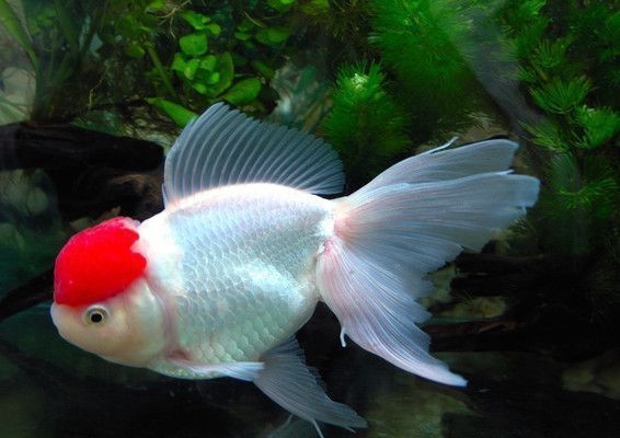 開(kāi)個(gè)水族館多少錢一個(gè)月（開(kāi)設(shè)一個(gè)小型水族館的月度成本因素而異每月數(shù)千元不等）