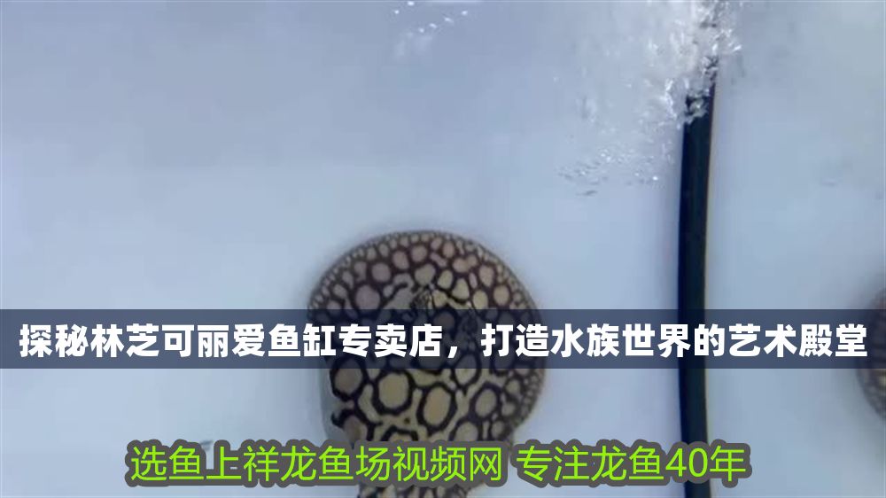 探秘林芝可麗愛魚缸專賣店，打造水族世界的藝術殿堂