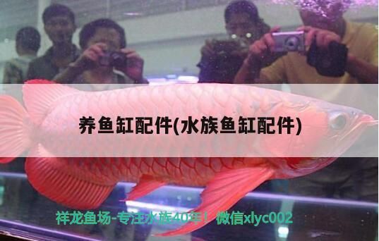 養(yǎng)魚缸配件(水族魚缸配件) 養(yǎng)魚缸配件(水族魚缸配件) 元寶鳳凰魚百科
