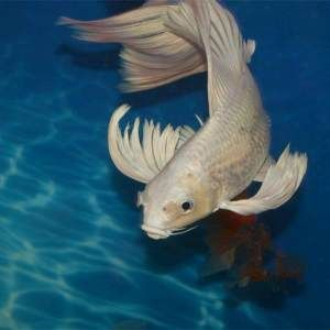 魟魚白點發黃了還能白回來嗎：魟魚白點發黃了還能白回來嗎[需手動填充]魚白點發黃了還能白回來嗎 魟魚白點發黃了還能白回來嗎：魟魚白點發黃了還能白回來嗎[需手動填充]魚白點發黃了還能白回來嗎 魟魚百科 第1張