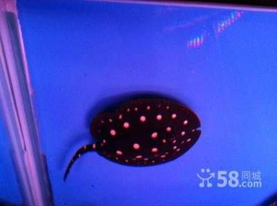 魟魚白點發黃了還能白回來嗎：魟魚白點發黃了還能白回來嗎[需手動填充]魚白點發黃了還能白回來嗎 魟魚白點發黃了還能白回來嗎：魟魚白點發黃了還能白回來嗎[需手動填充]魚白點發黃了還能白回來嗎 魟魚百科 第2張