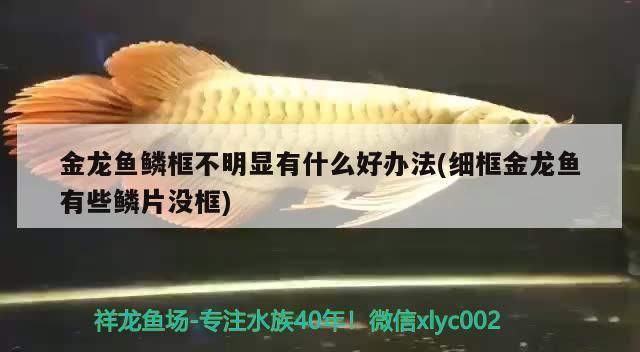 龍魚鱗片擦傷會不會好起來vs祥龍魚場：龍魚鱗片擦傷是否會自愈