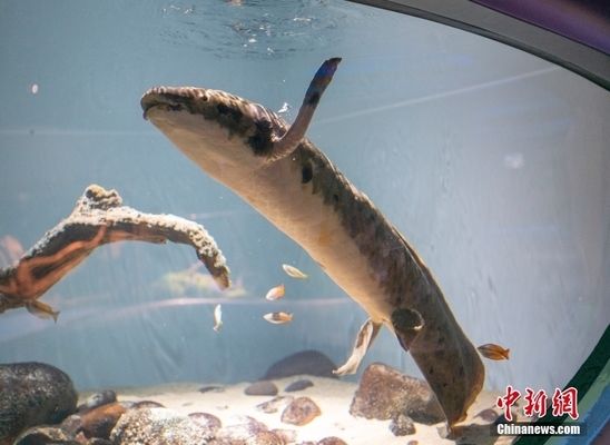 十大招財魚圖片頭像，寓意吉祥，財運亨通，十大招財魚頭像，吉祥寓意，財運滾滾來