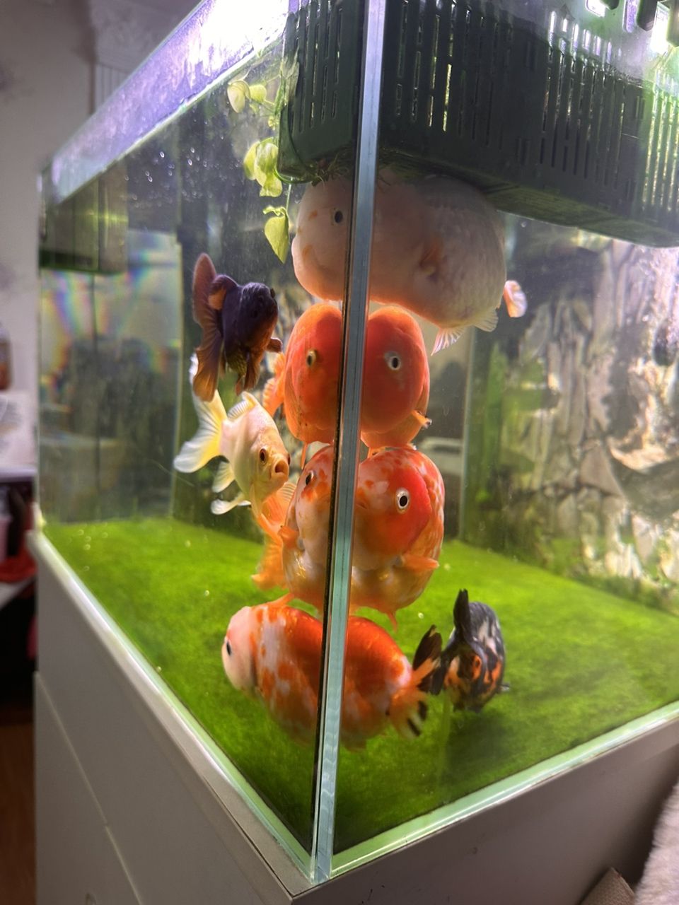 求食