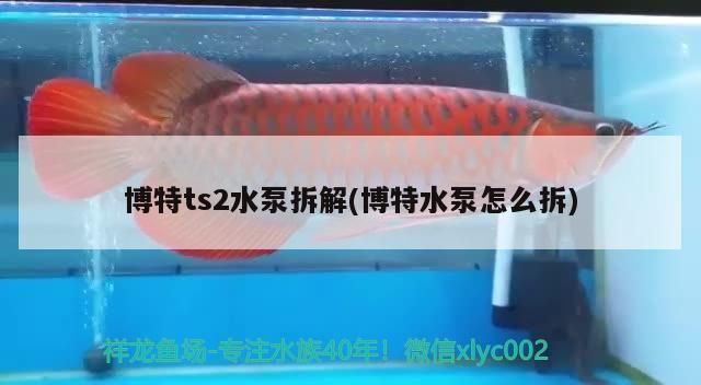 博特ts2水泵拆解(博特水泵怎么拆) 博特ts2水泵拆解(博特水泵怎么拆) 博特水族