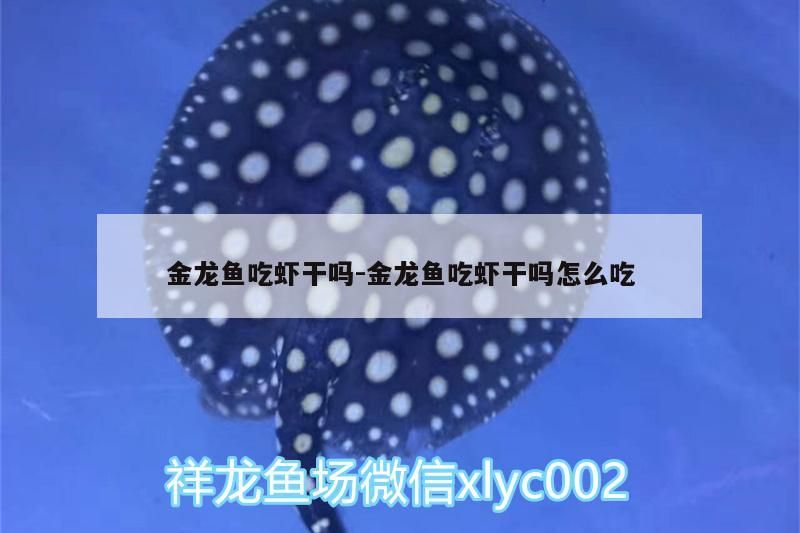 金龍魚吃蝦干嗎:金龍魚吃蝦干嗎怎么吃