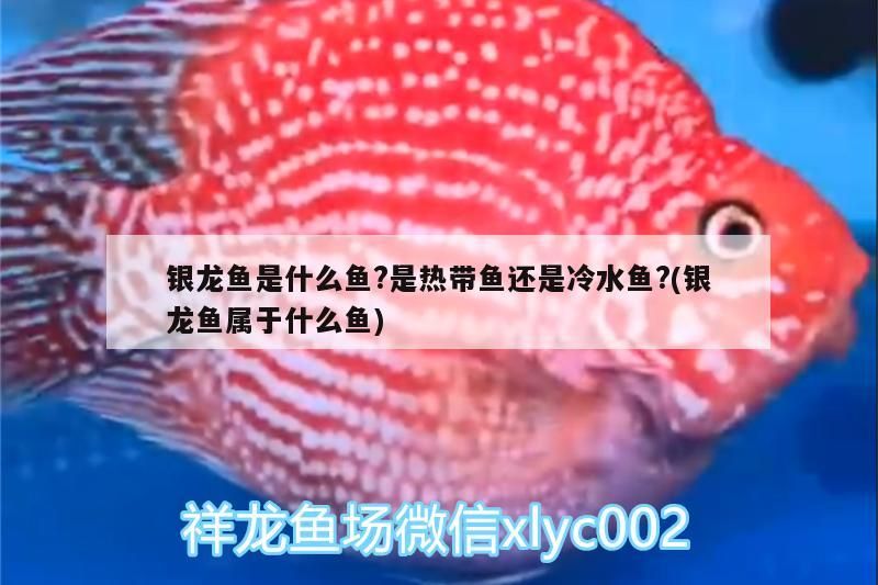 銀龍魚是什么魚?是熱帶魚還是冷水魚?(銀龍魚屬于什么魚)