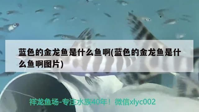 藍色過背金龍魚叫什么名字啊圖片：藍色過背金龍魚