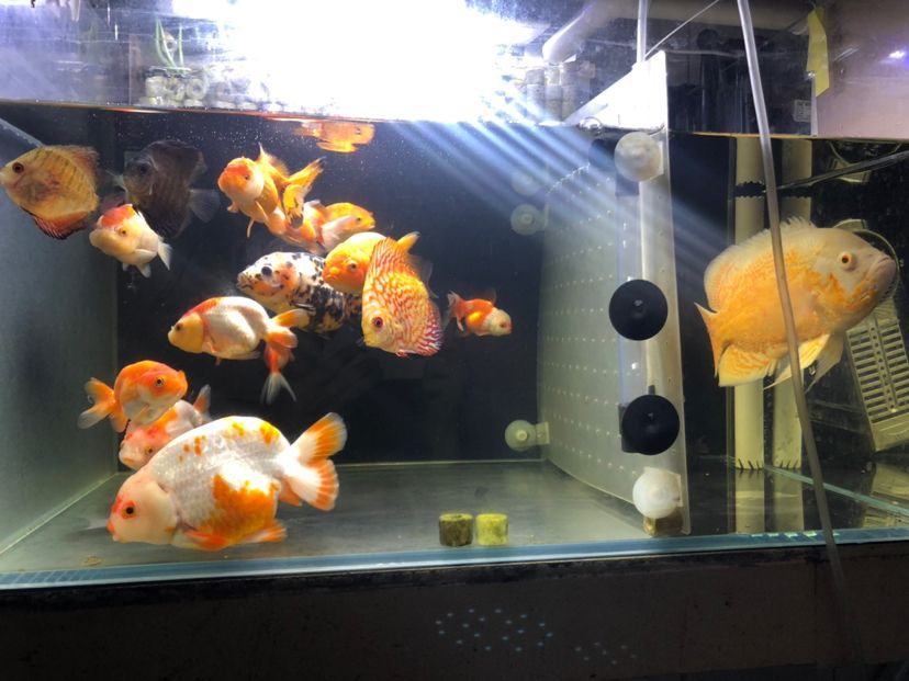 西安市新城區(qū)海麗雅水族店