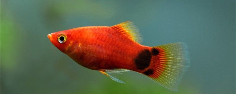 魚缸可以用酒精消毒嗎常用的消毒劑有哪些 魚缸可以用酒精消毒嗎常用的消毒劑有哪些 黃金貓魚百科