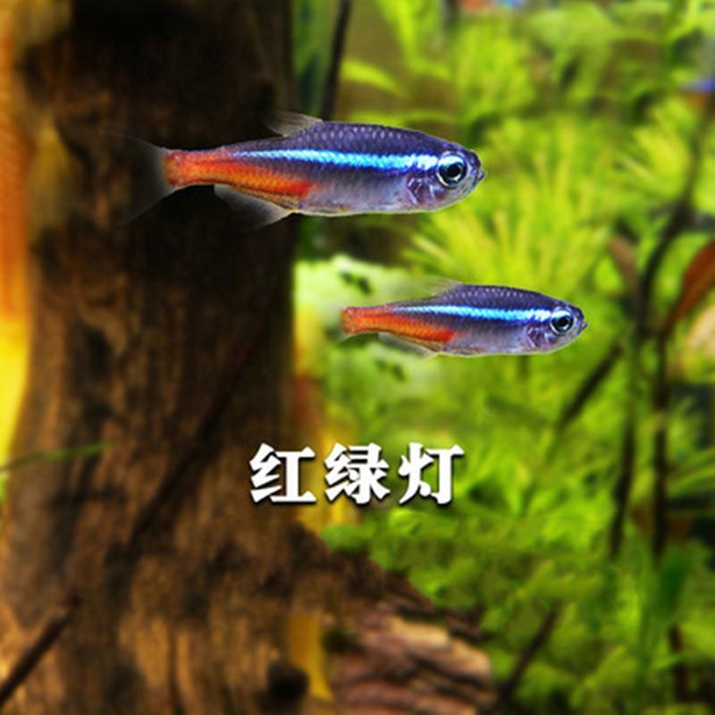 草缸觀賞魚推薦（推薦幾種適合草缸的觀賞魚）
