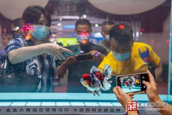 馬印水族是哪個國家的品牌：馬印水族是一個源自中國的品牌,馬印水族是哪個國家的品牌