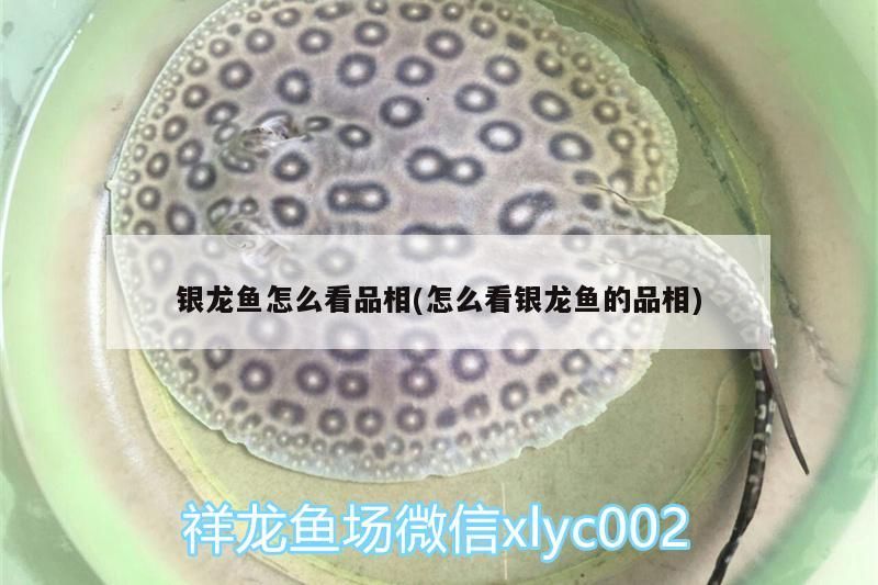銀龍魚怎么看品相(怎么看銀龍魚的品相)