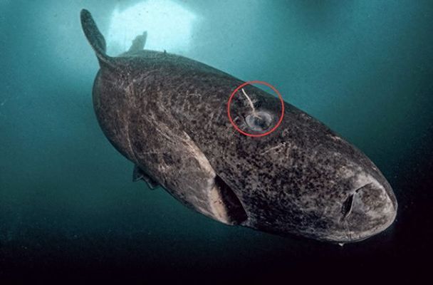 十大稀有龍魚，珍貴水族世界的璀璨明珠，十大稀有龍魚，珍貴水族世界的璀璨明珠