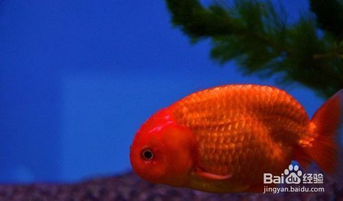 十大清潔魚排名第一名，清道夫魚的生態價值與飼養指南，清道夫魚，十大清潔魚之首的生態價值與飼養全指南