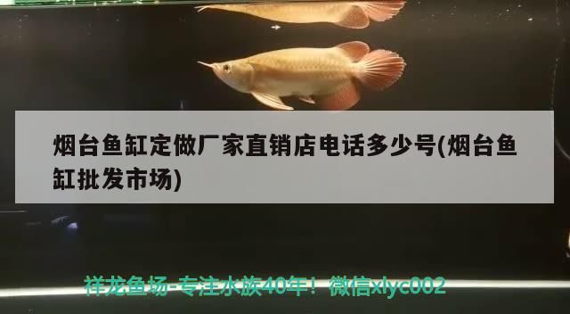 煙臺魚缸定做廠家直銷店電話多少號(煙臺魚缸批發市場) 煙臺魚缸定做廠家直銷店電話多少號(煙臺魚缸批發市場) 觀賞魚百科
