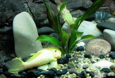 水族館能干嘛（水族館是一個展示和研究水下生物的場所，水族館如何提升環保意識）