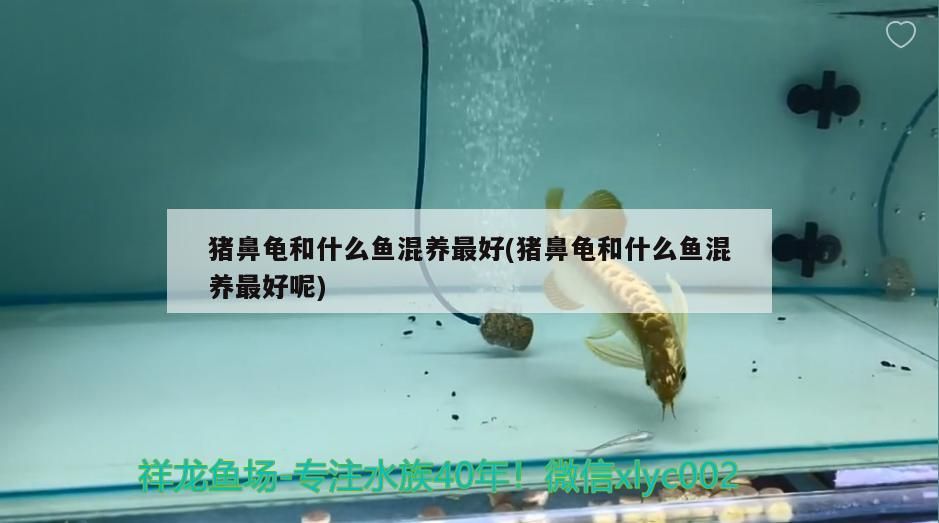 豬鼻龜和什么魚混養最好(豬鼻龜和什么魚混養最好呢)
