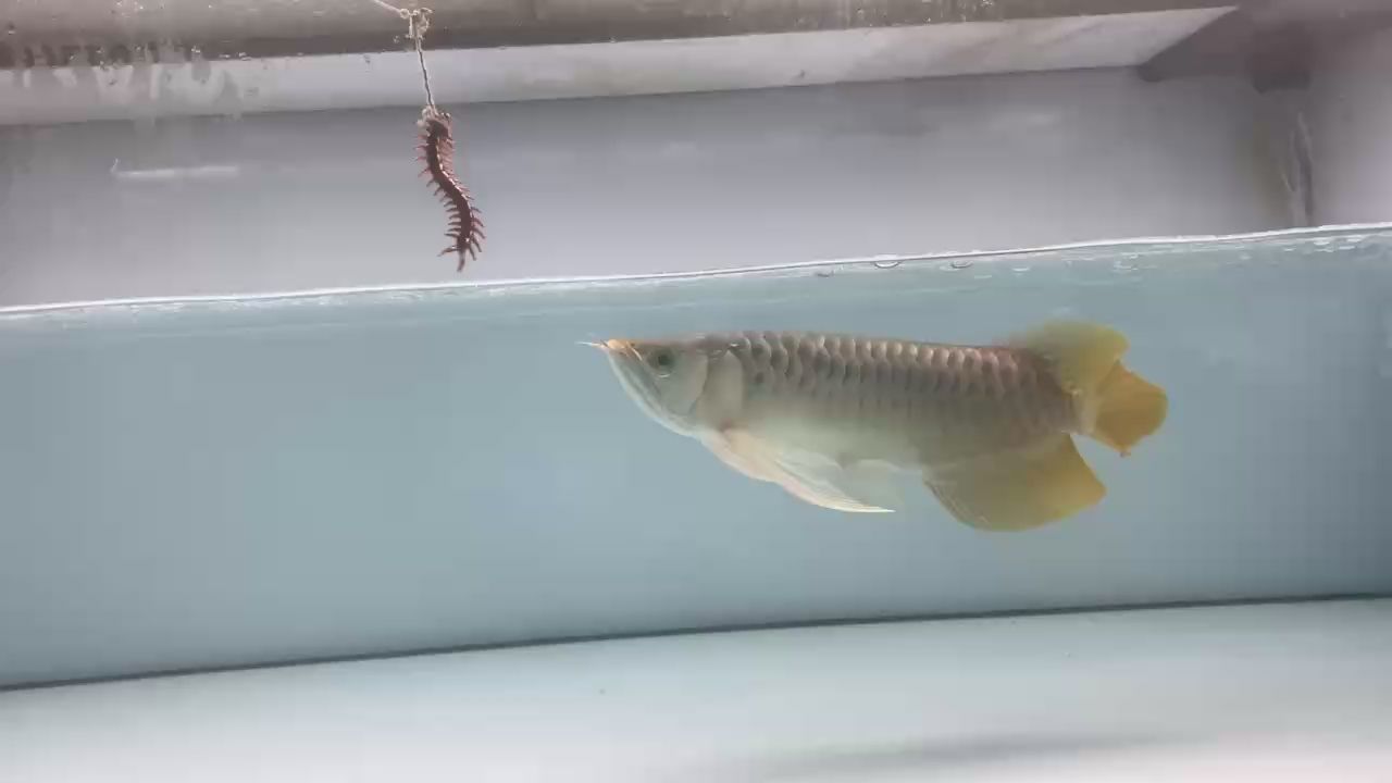 38cm  超大鰭尾