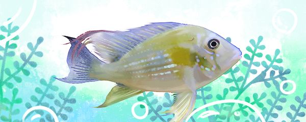 十大好養(yǎng)的大型熱帶魚推薦，適合新手的水族箱明星，新手必看，十大好養(yǎng)大型熱帶魚推薦，水族箱明星輕松養(yǎng)！