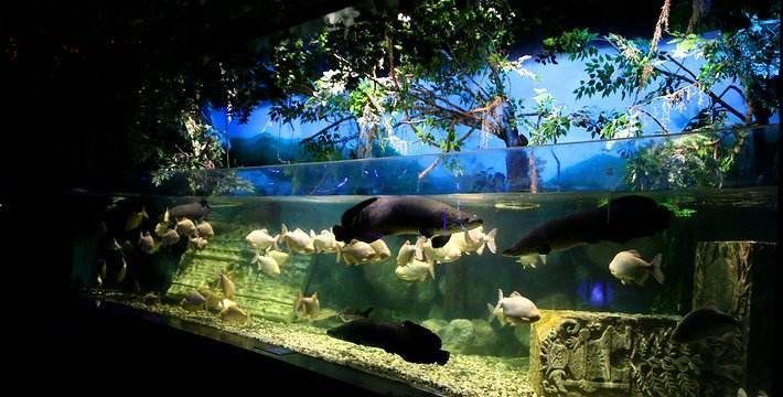 在水族館可以干什么賺錢（水族館會員制度設(shè)計要點：水族館可以通過多種方式實現(xiàn)盈利）