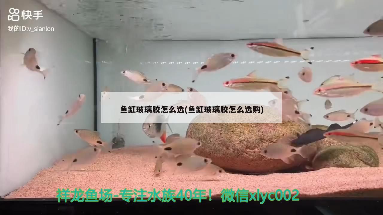魚缸玻璃膠怎么選(魚缸玻璃膠怎么選購(gòu))
