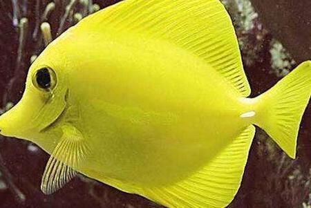 開水族館賣觀賞魚一年收入多少：開水族館出售觀賞魚 開水族館賣觀賞魚一年收入多少：開水族館出售觀賞魚 水族館百科（水族館加盟） 第1張