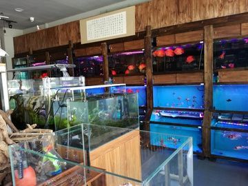 開水族館賣觀賞魚一年收入多少：開水族館出售觀賞魚 開水族館賣觀賞魚一年收入多少：開水族館出售觀賞魚 水族館百科（水族館加盟） 第3張