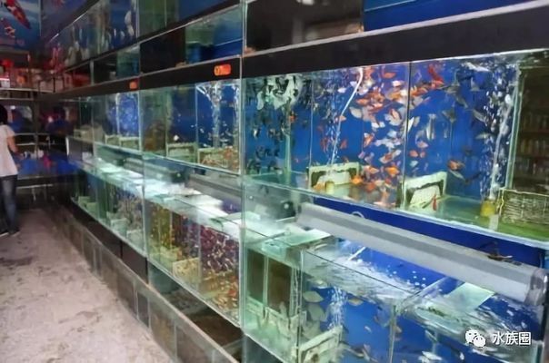 開水族館賣觀賞魚一年收入多少：開水族館出售觀賞魚 開水族館賣觀賞魚一年收入多少：開水族館出售觀賞魚 水族館百科（水族館加盟） 第2張
