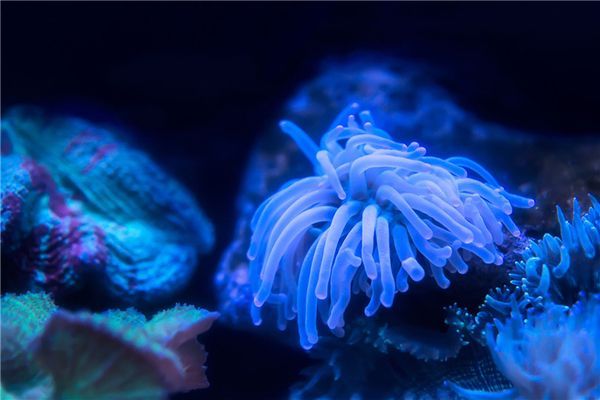 水族館官網購票：上海海洋水族館官網購票