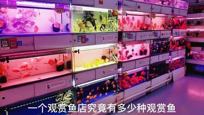 懷仁觀賞魚店有哪些品種（懷仁市明懷西街觀賞魚店成立于2018年09月27日） 懷仁觀賞魚店有哪些品種（懷仁市明懷西街觀賞魚店成立于2018年09月27日） 老魚匠 第2張