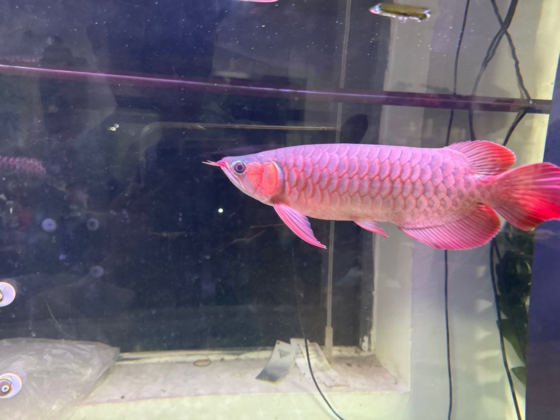 哀悼我的小紅龍