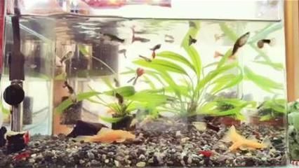 元寶鳳凰魚換水頻率建議：元寶鳳凰魚換水頻率建議根據魚缸大小和水質情況而定