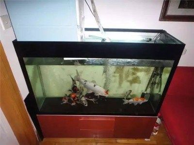 ada魚缸多少錢：ada魚缸價格與走勢分析ada魚缸價格信息