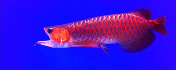 深圳一米龍魚工作室是否真實存在？（深圳一米龍魚工作室怎么樣？）