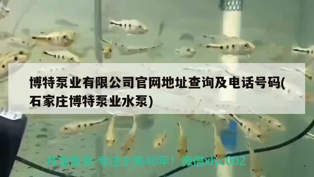 博特泵業有限公司官網地址查詢及電話號碼(石家莊博特泵業水泵)